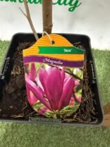 Магнолія ‘Susan’ Н 1 м - 1,2 м - Зображення 3