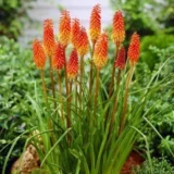 Саджанці кніфофії "Alcazar"