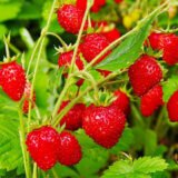 Саджанці Суниці ремонтантної "Алі-Баба"