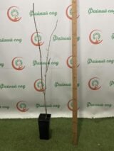 Саджанці гліцинії "Блек Дрегон" (Black Dragon) ЩЕПЛЕНА - Зображення 2