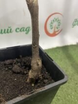 Саджанці гліцинії "Блек Дрегон" (Black Dragon) ЩЕПЛЕНА - Зображення 3