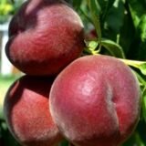 Саджанці персика "Роял  Маджестік" (середньоспілий сорт)