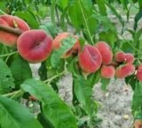 Саджанці інжирного персика "Юла" (пізній сорт) - Зображення 2