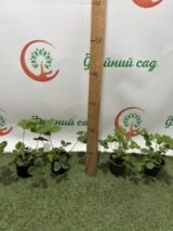 Саджанці Суниці ремонтантної "Алі-Баба" - Зображення 2