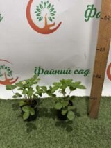 Саджанці Суниці ремонтантної "Алі-Баба" - Зображення 3