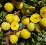 Саджанці сливи "Широ" (Середньоспілий сорт)