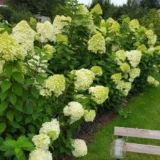 Саджанці гортензії  "Limelight" (Лайм Лайт) 3-х річна