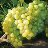 Саджанці винограду "Пісня"
