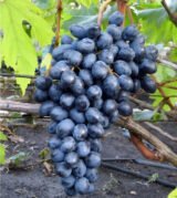 Саджанці винограду "Презент"