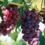 Саджанці винограду "Лідія"