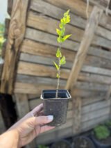 Саджанці гібіскусу махрового "Сюрприз" - Зображення 2