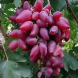 Саджанці винограду "Дубовський рожевий"