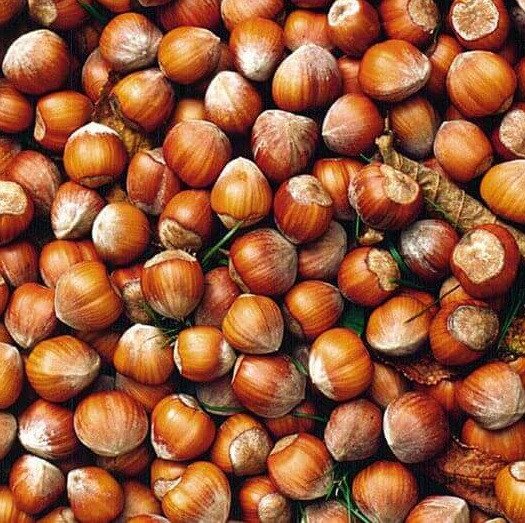 6774948301_sadzhantsi-funduka-tonda.jpg Саджанці фундука "Тонда Романо" (відводок) - Зображення 1