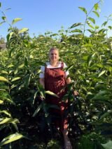 Саджанці хурми "Хіакуме" (Корольок, щеплений, віргінська) - Зображення 2