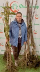 Саджанці хурми "Скіфське золото" (щеплена, віргінська) - Зображення 3