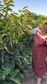 Саджанці хурми "Скіфське золото" (щеплена, віргінська) - Зображення 4