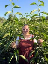 Саджанці хурми "Соснівська" (щеплений, віргінська) - Зображення 4