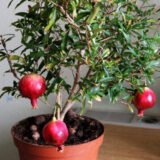 Гранат кімнатний Нана (Punica granatum Nana) Р9