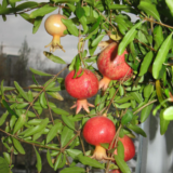 Гранат кімнатний Нана (Punica granatum Nana) Р9 - Зображення 2