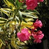 Саджанці олеандру "Варієгатний" П9