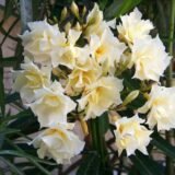 Саджанці олеандру "Варієгатний" П9 - Зображення 2