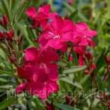 Саджанці "Олеандр"  (темно малиновий ) П9