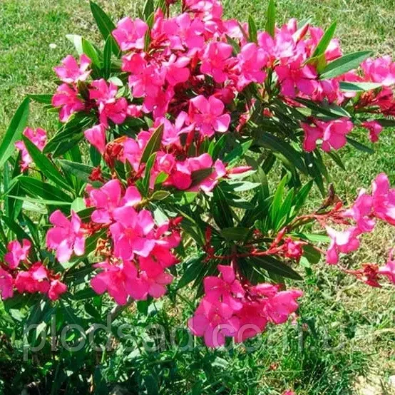 6798029467_sazhentsy-oleandr-karlikovij.webp Саджанці "Олеандр карликовий" (малиновий ) П9 - Зображення 1