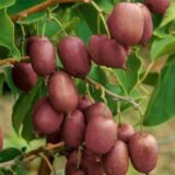 Саджанці актинідії "Пурпурова" (жіноча) Р9 - Зображення 2