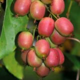 Саджанці актинідії "Твікс" (жіноча) Р9 - Зображення 2