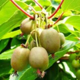 Саджанці актинідії "Оригінальна" (жіноча) Р9