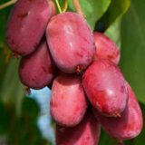 Саджанці актинідії "Кінс Ред" (жіноча) червона м’якоть Р9 - Зображення 2