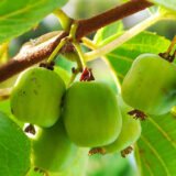 Саджанці актинідії самоплідної "Рогов" (жіноча) Р9 - Зображення 2