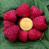 Малина "Імара" (ремонтантна)