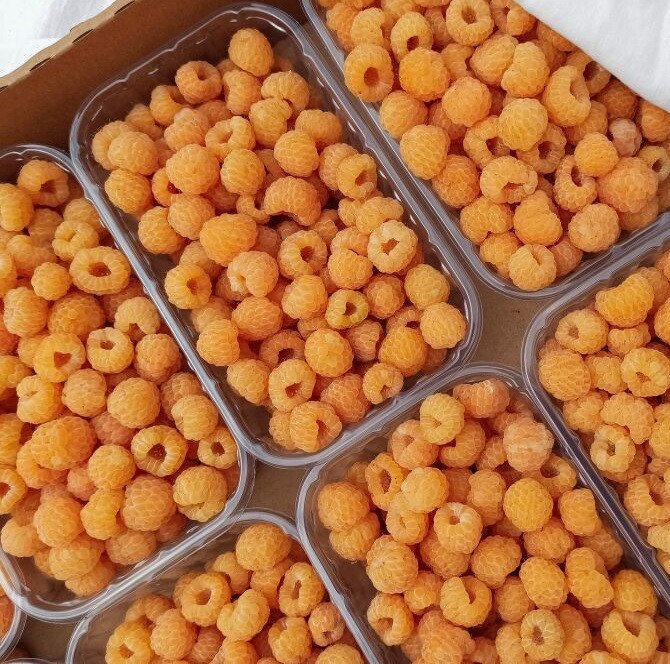 6801359210_malina-anna-remontantna.jpg Малина "Анна" (ремонтантна) - Зображення 1