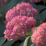 Саджанці гортензії "Pink Annabelle" (Пінк Анабаель) - Зображення 3