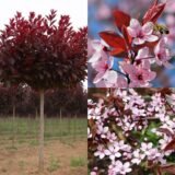 Саджанці штамбової сливи Globosa Ruby (Глобоза Рубі) (1,0–1,5 м + крона)