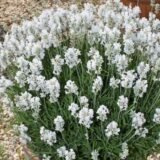 Саджанці лаванди англійської вузьколистої "Едельвейс" (Edelweiss)  (h-20-30) - Зображення 2