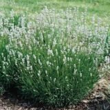 Саджанці лаванди англійської вузьколистої "Едельвейс" (Edelweiss)  (h-20-30) - Зображення 3