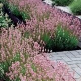 Саджанці лаванди англійської вузьколистої "Розеа" (Rosea) (h-20-30) - Зображення 3