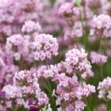 Саджанці лаванди англійської вузьколистої "Розеа" (Rosea) (h-20-30) - Зображення 4