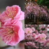 Саджанці абрикосу декоративного 'Pendula' (Плакучий абрикос) (штамб 0,8–1,4 м + крона)