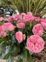 Троянда на штамбі "Хеппі Піано" - Зображення 2