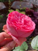 Троянда на штамбі "Хеппі Піано" - Зображення 3