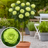 Троянда на штамбі  «Лімбо»