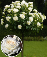 Троянда на штамбі  "Боїнг" (Вoeing)