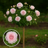 Троянда на штамбі  "Maria Theresia" (Марія Тереза)