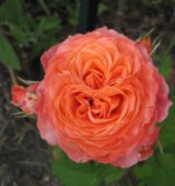 Троянда на штамбі  "Emilien Guillot" (Емільєн Гійо) - Зображення 2