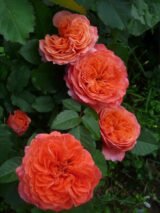 Троянда на штамбі  "Emilien Guillot" (Емільєн Гійо) - Зображення 3