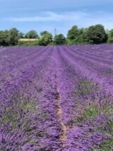 Саджанці лавандину "Grosso" (Гроссо, відкритий грунт) - Зображення 4