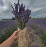 Саджанці лавандину "Grosso" (Гроссо, відкритий грунт)